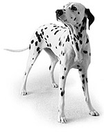 Dalmatian Dog Food Diet